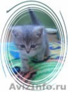 продаю британских котят - Изображение #1, Объявление #268634