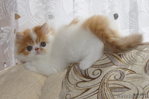 Персидские иэкзотические котята - Изображение #1, Объявление #327697