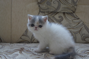Персидские иэкзотические котята - Изображение #2, Объявление #327697