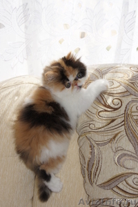 Персидские иэкзотические котята - Изображение #4, Объявление #327697