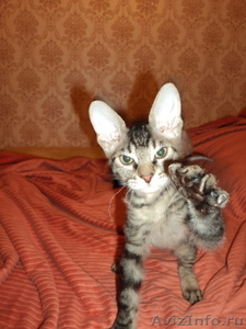 Донской сфинкс,коты,продаю,киров,слободской - Изображение #4, Объявление #397961