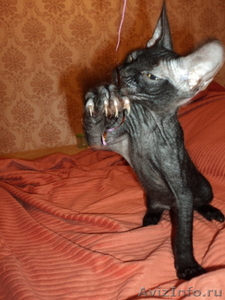 Донской сфинкс,коты,продаю,киров,слободской - Изображение #5, Объявление #397961