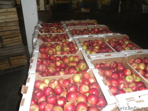 Продаем яблоки oптом - Изображение #1, Объявление #416828