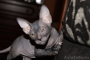 Котята донского сфинкса голорожденные - Изображение #1, Объявление #418923