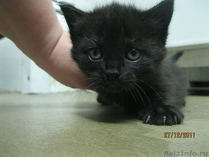 Отдадим в хорошие руки котят черного окраса  - Изображение #1, Объявление #482614