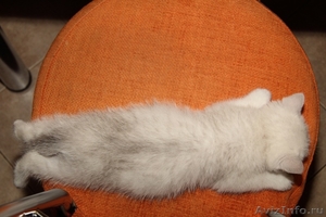 Котята британские плюшевые - Изображение #3, Объявление #487151