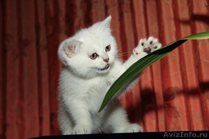Котята британские плюшевые - Изображение #1, Объявление #487151