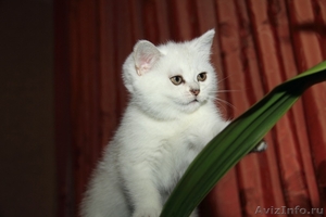 Котята британские плюшевые - Изображение #2, Объявление #487151