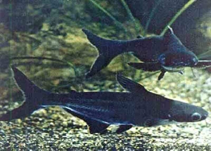 Продам Акулий сом (пенгасиус) аквариуные рыбки 2 шт - Изображение #1, Объявление #525926