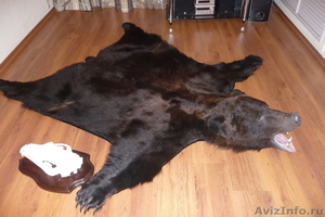 Продаю шкуру чёрного медведя - Изображение #1, Объявление #534978