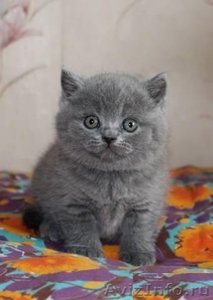 Очаровательные плюшевые котята Британской породы - Изображение #1, Объявление #568580