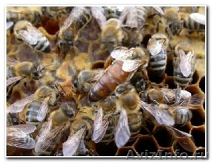 Пчелы, пчелопакеты - Изображение #1, Объявление #332776
