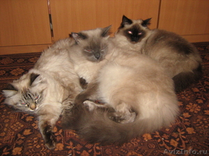продам котиков невской маскарадной породы - Изображение #1, Объявление #612037
