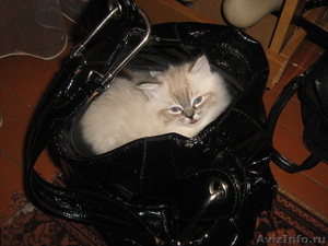 продам котиков невской маскарадной породы - Изображение #3, Объявление #612037