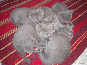 Продаем котят: британцы, 1,5 месяца - Изображение #2, Объявление #626397