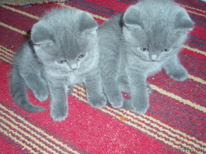 Продаем котят: британцы, 1,5 месяца - Изображение #3, Объявление #626397