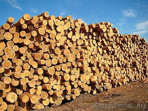 Предлагаем пиломатериалы из древесины хвойных пород - Изображение #5, Объявление #684691