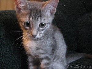 Отдам котенка от Тайской кошечки - Изображение #1, Объявление #679706