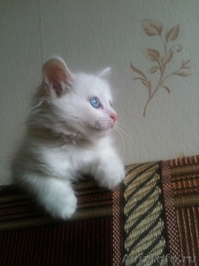 белый котик Сема - Изображение #1, Объявление #892843